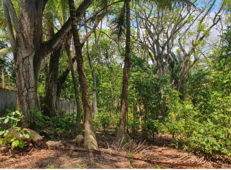 UM IMÓVEL COM ÁREA TOTAL: 9.898,50 M², NO CONDOMINÍO CHÁCARA DO RIO JOANES - LAURO DE FREITAS/BA - leilão judicial - Lauro de Freitas BA - lance mínimo R$ 410.788